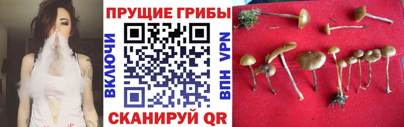 Псилоцибиновые грибы прущие грибы  Курган 